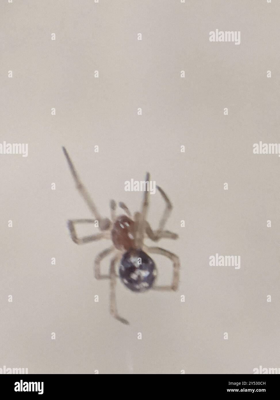 False Widow Spiders (Steatoda) Arachnida Stock Photo - Alamy