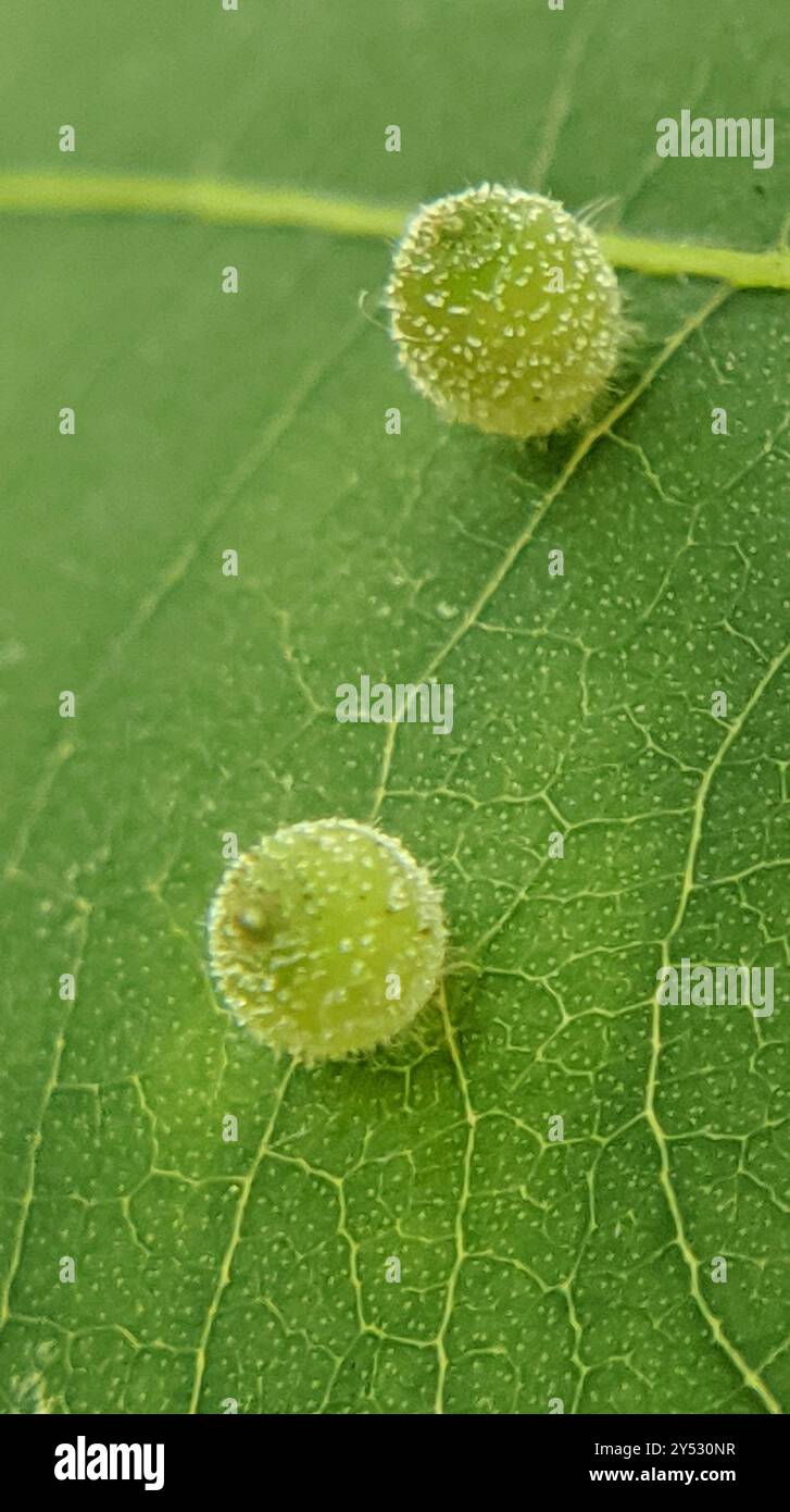 Hickory Sticky Ginger Jar Gall Midge (Caryomyia viscidolium) Insecta ...