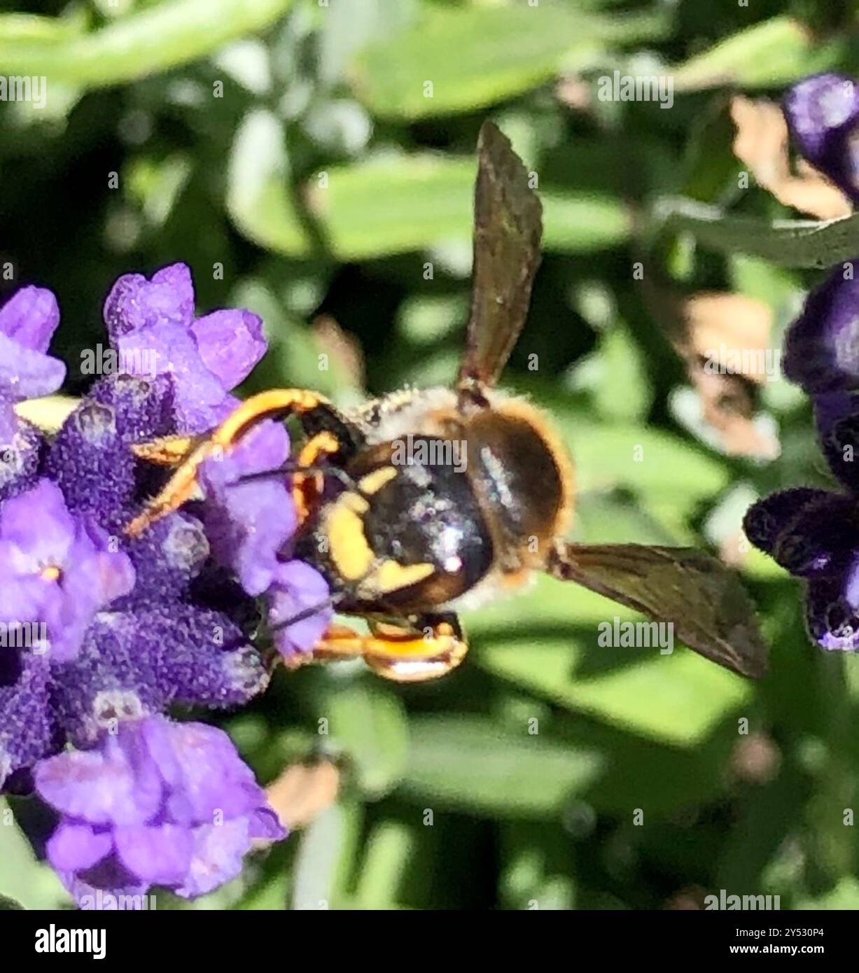 Trachusa Bee Trachusa hi-res stock photography and images - Alamy