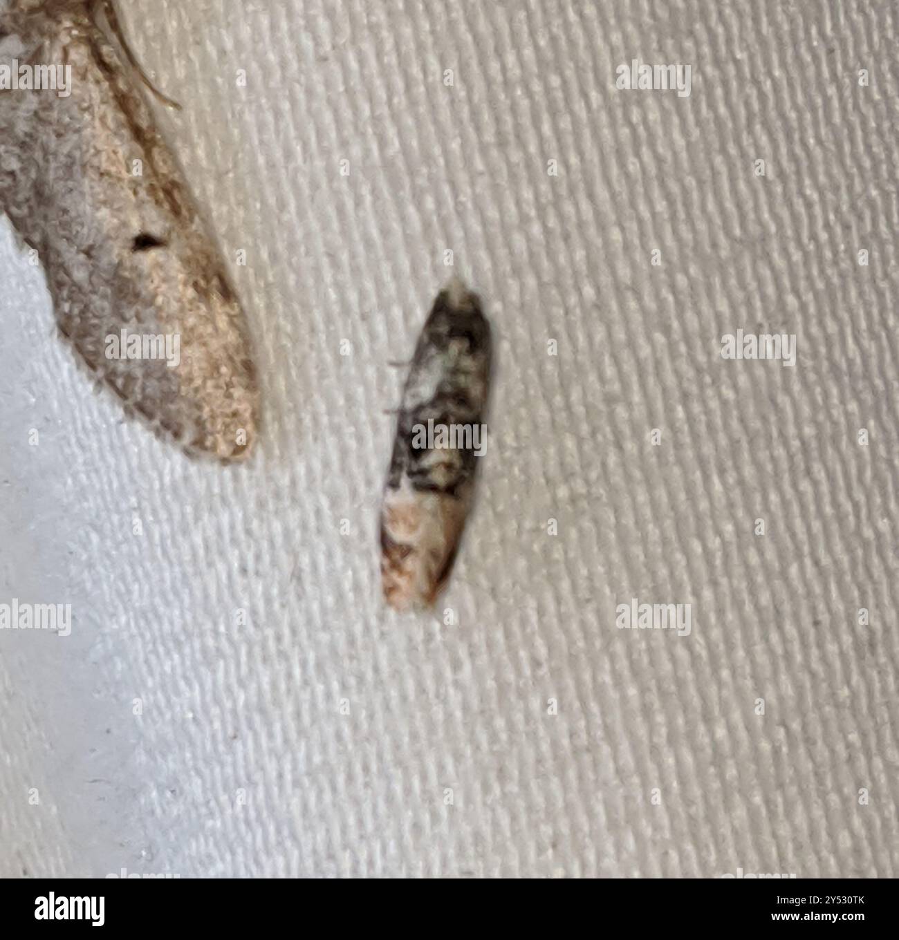 Birch Conch (Thyraylia nana) Insecta Stock Photo - Alamy