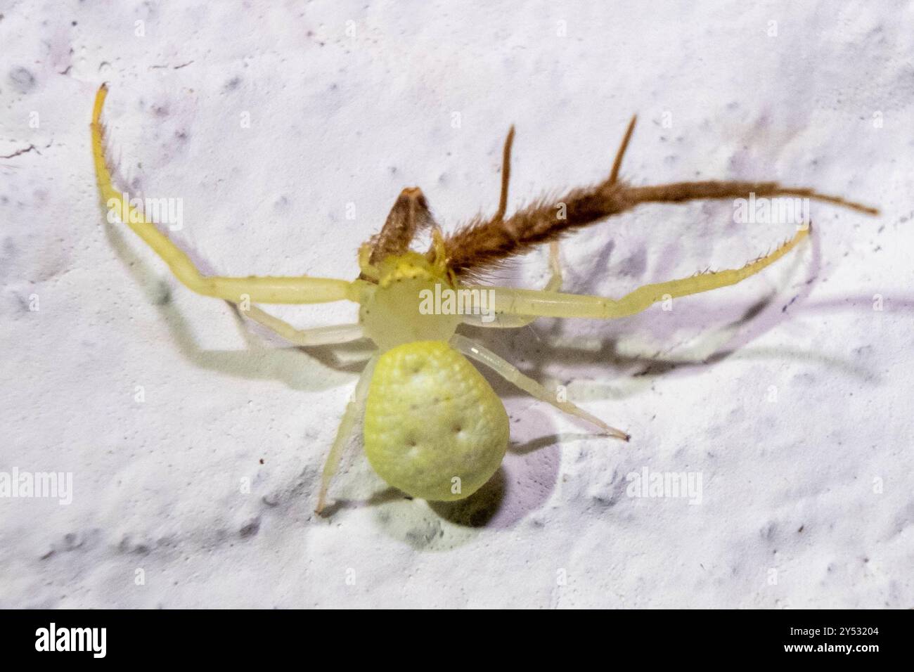 American Green Crab Spider (Misumessus oblongus) Arachnida Stock Photo