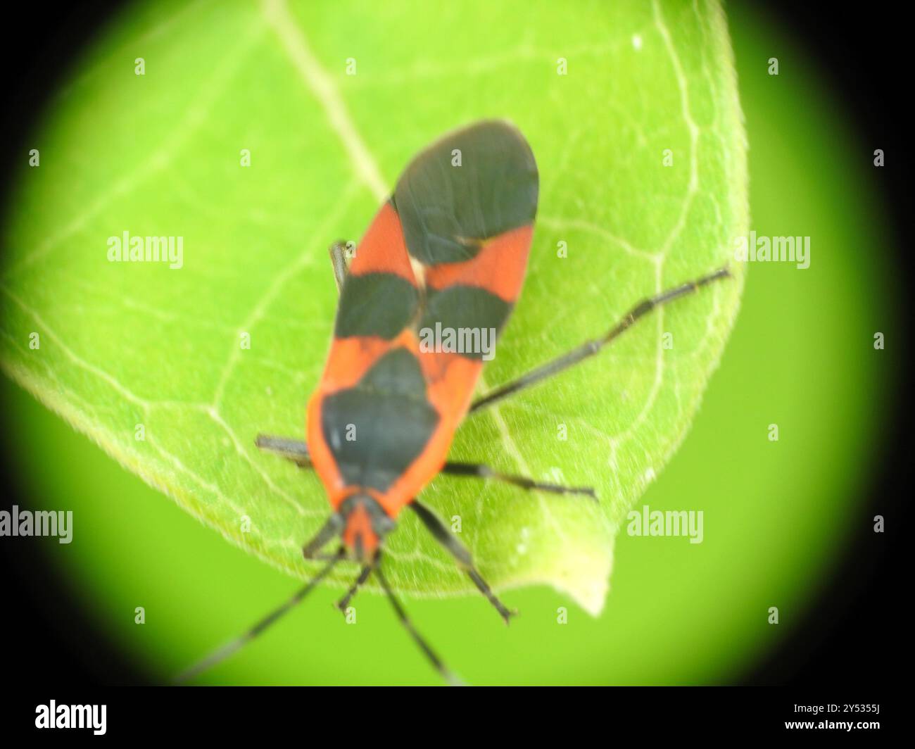 Large Milkweed Bug (Oncopeltus fasciatus) Insecta Stock Photo - Alamy