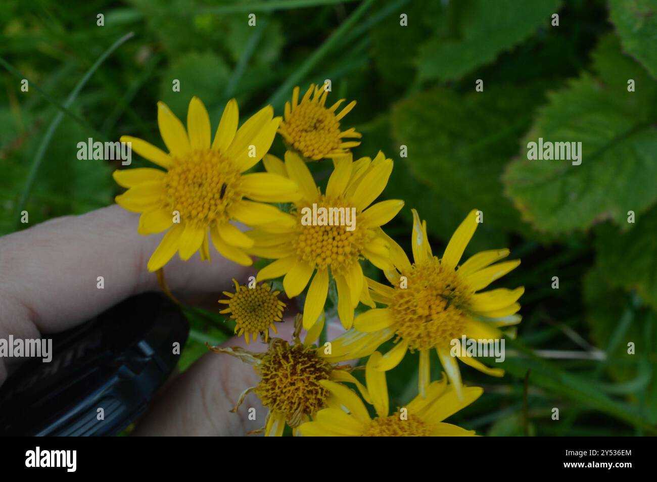 Alpine ragwort (Jacobaea alpina) Plantae Stock Photo - Alamy
