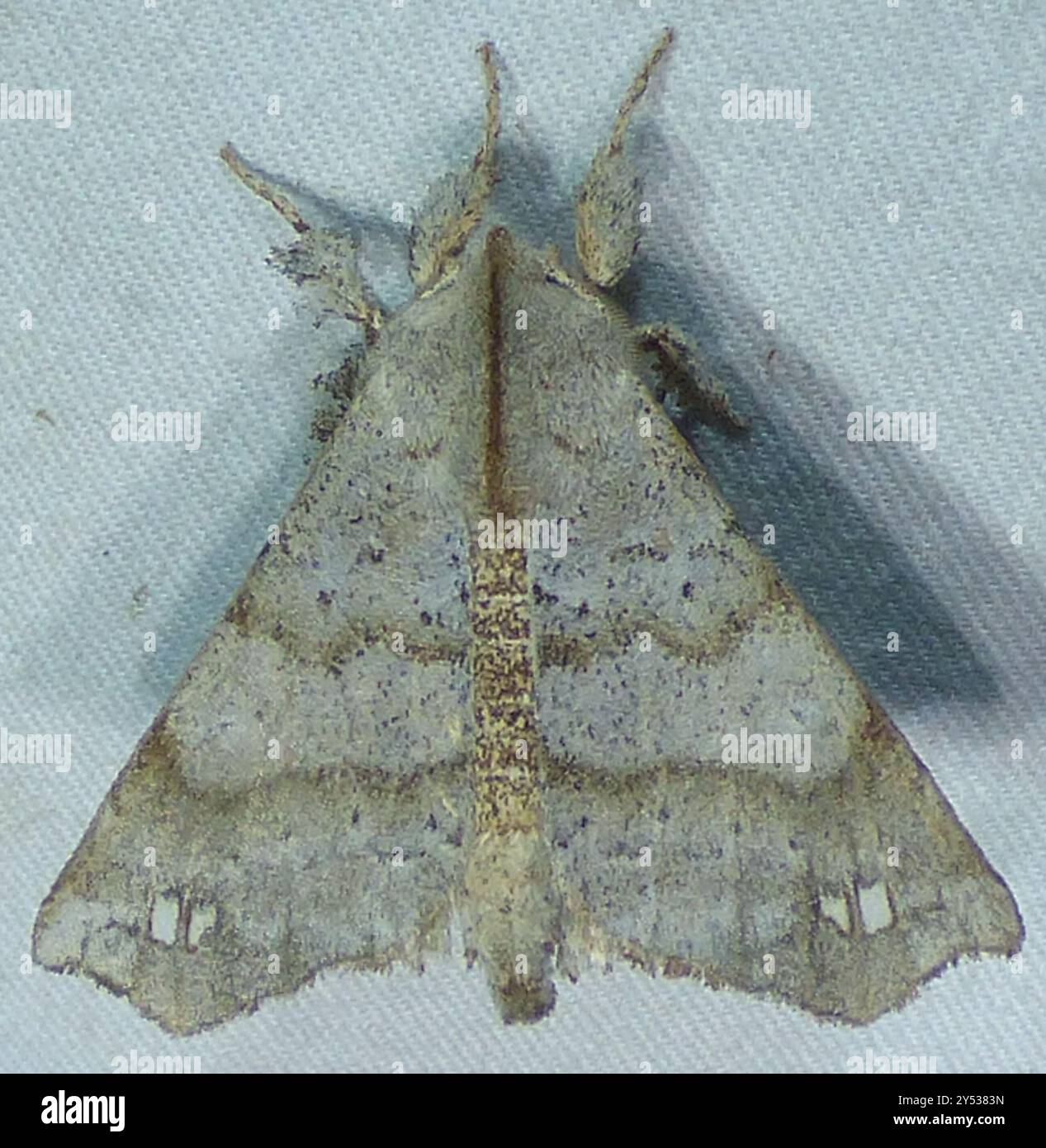 Angel Moth (Olceclostera angelica) Insecta Stock Photo - Alamy