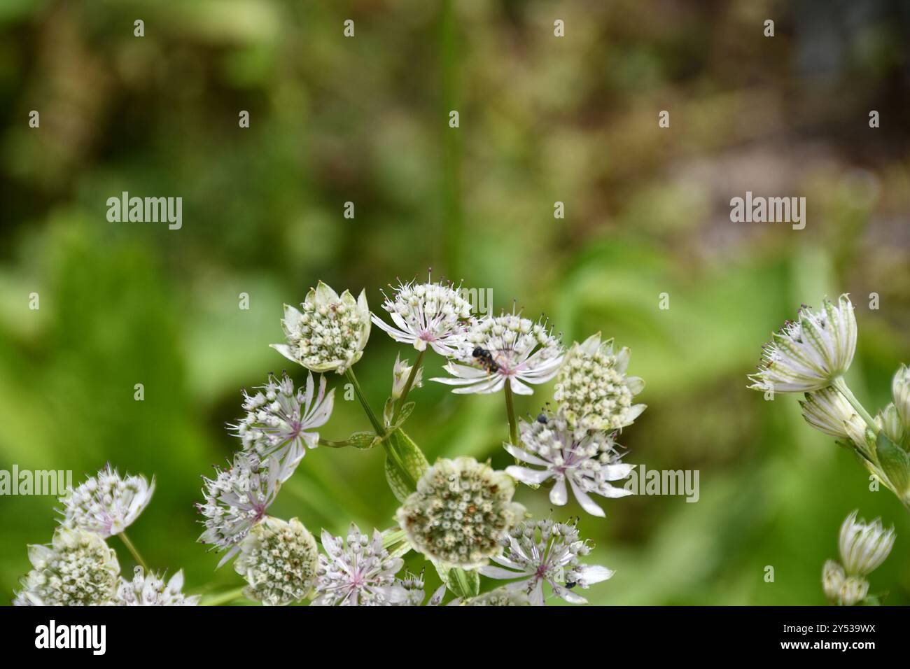 Ants, Bees, and Stinging Wasps (Aculeata) Insecta Stock Photo - Alamy