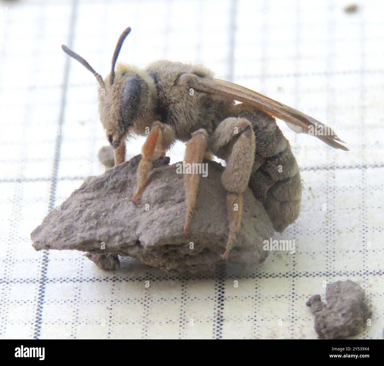 Mining Bees (Andrena) Insecta Stock Photo - Alamy