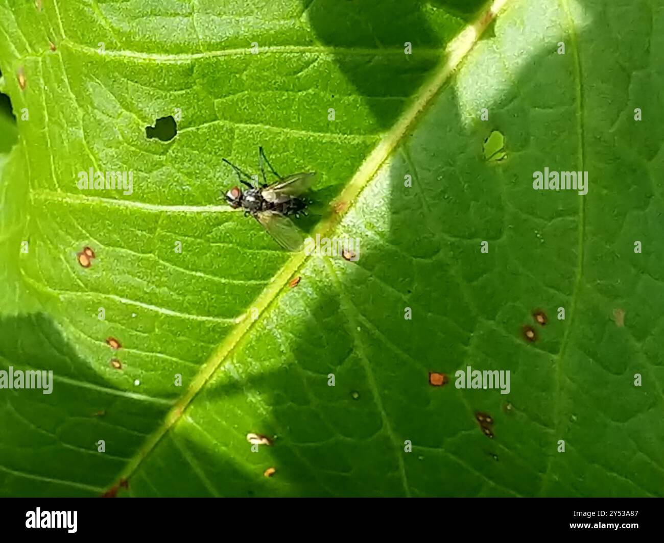 Flies (Diptera) Insecta Stock Photo - Alamy
