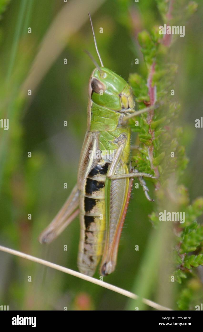 Meadow Grasshopper (Pseudochorthippus parallelus) Insecta Stock Photo ...