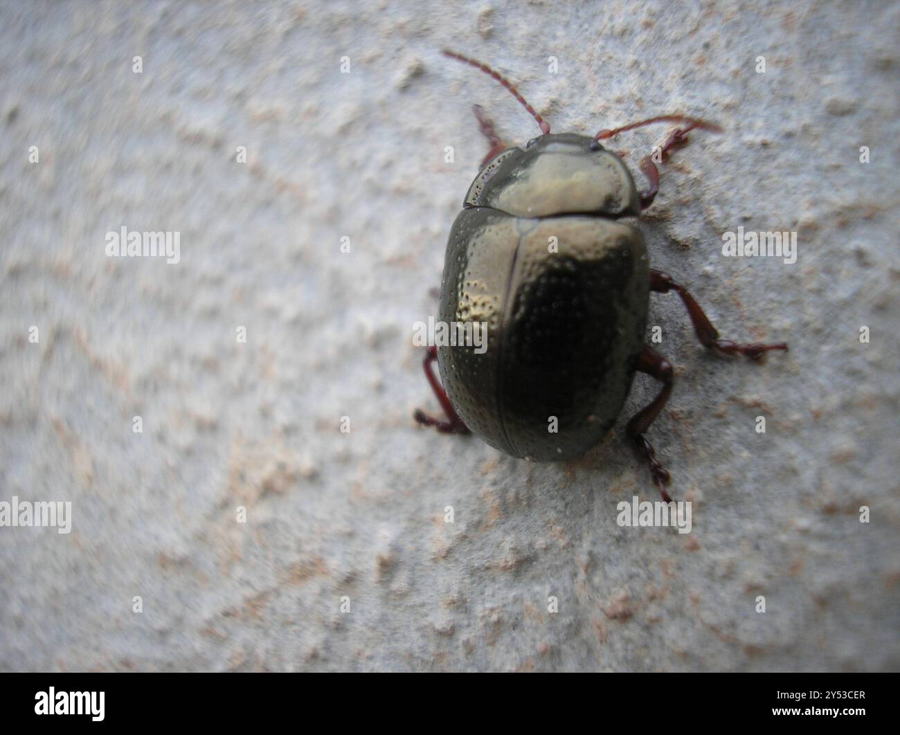 Bronzing Insects Bronze Beetle (Chrysolina bankii) Insecta Stock Photo - Alamy