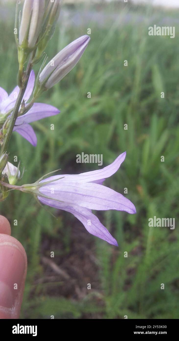 Rampion (Campanula rapunculus) Plantae Stock Photo - Alamy