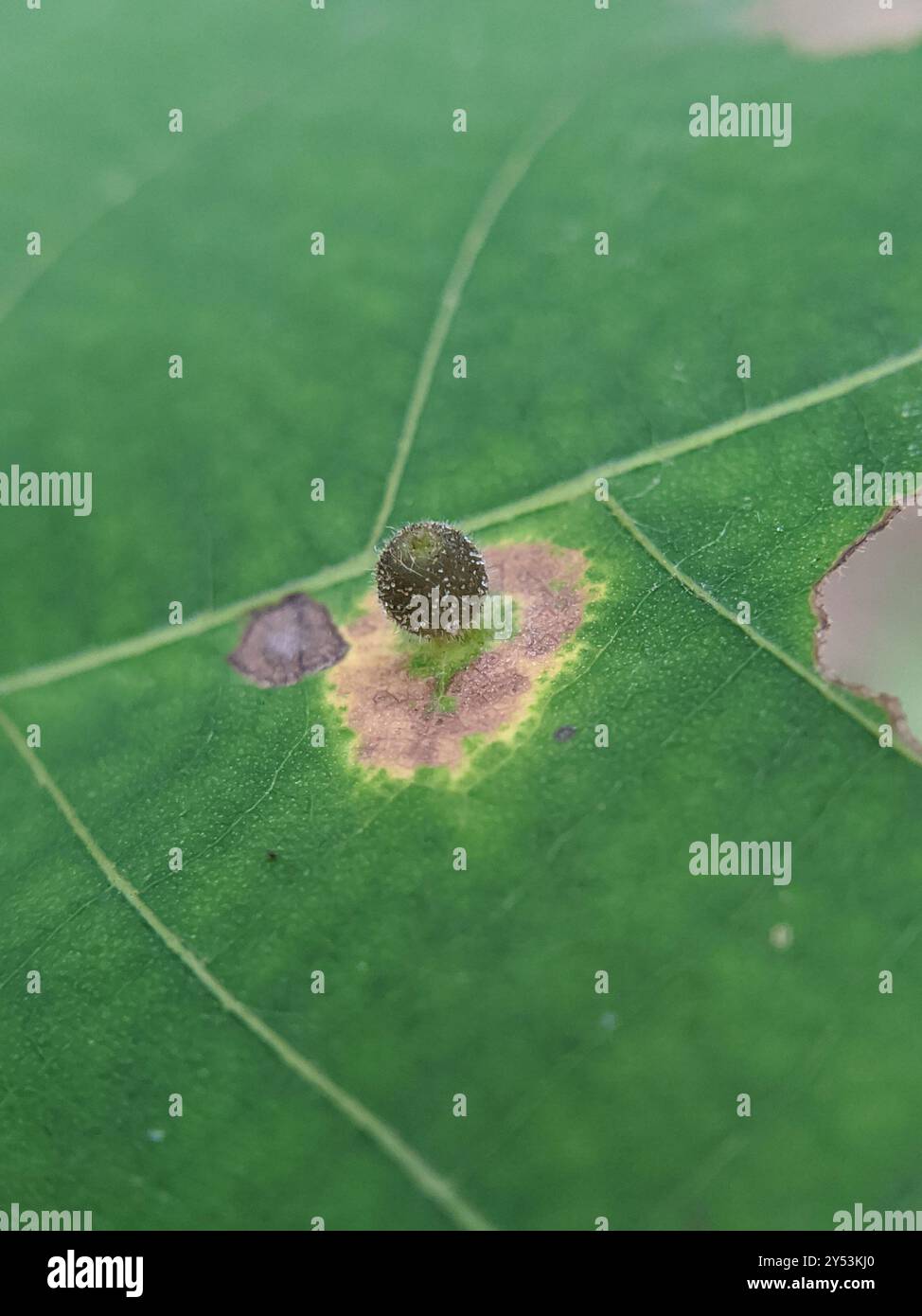 Hickory Sticky Ginger Jar Gall Midge (Caryomyia viscidolium) Insecta ...