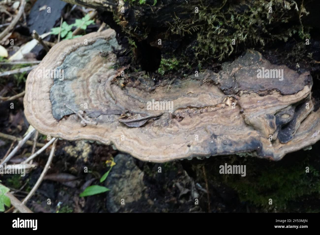 artist's bracket (Ganoderma applanatum) Fungi Stock Photo - Alamy