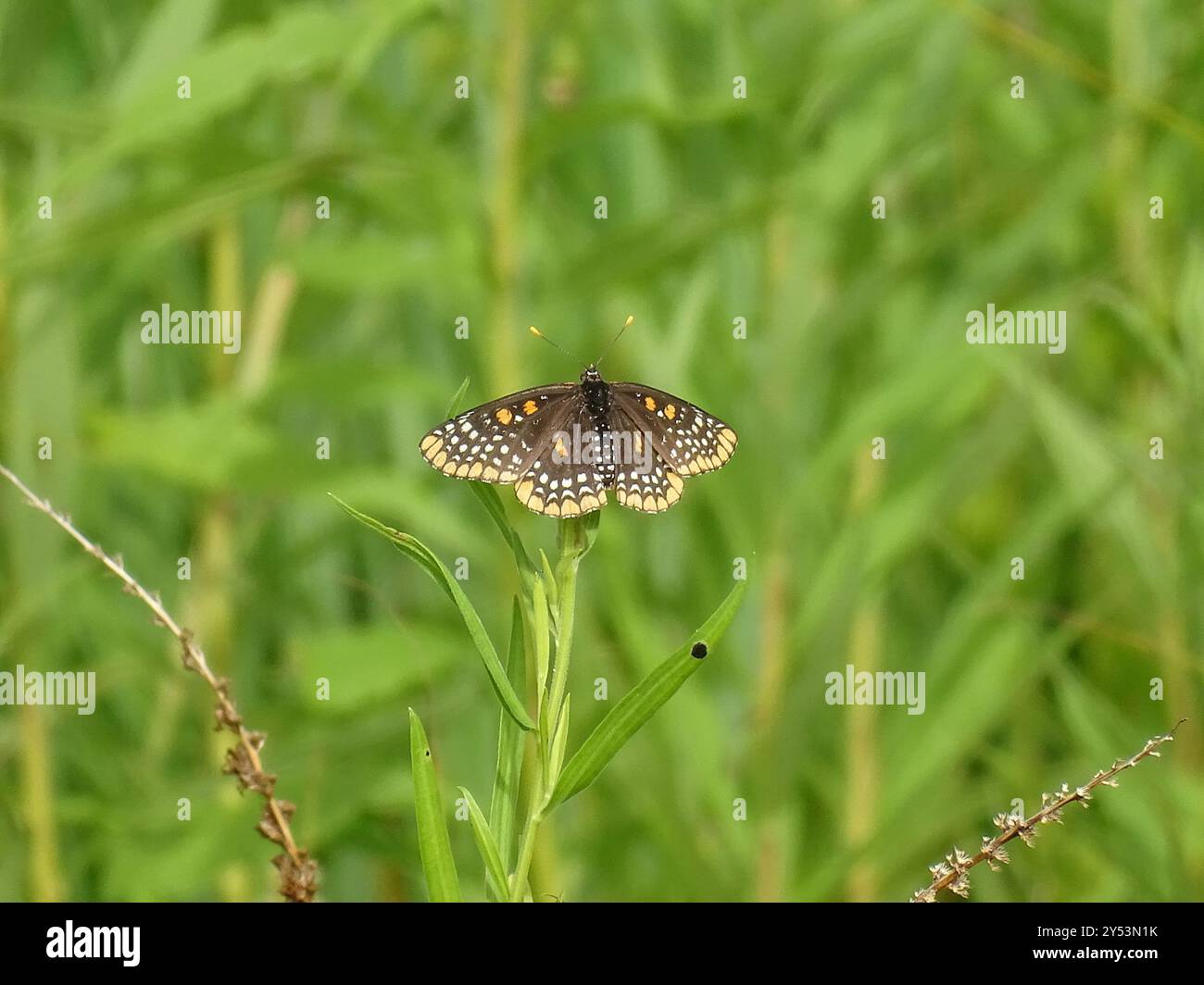 Baltimore Checkerspot (Euphydryas phaeton) Insecta Stock Photo - Alamy