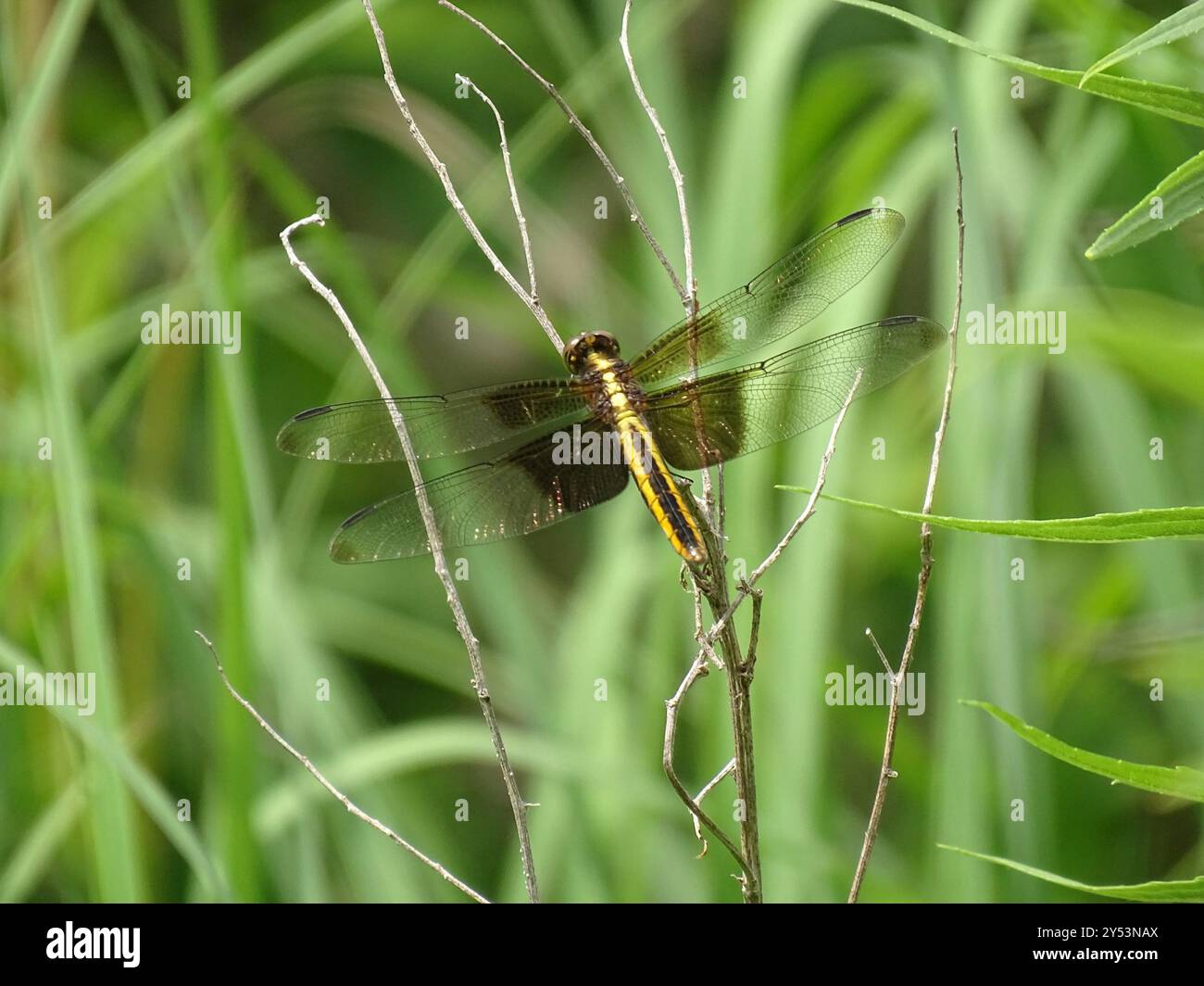 Widow Skimmer (Libellula luctuosa) Insecta Stock Photo - Alamy