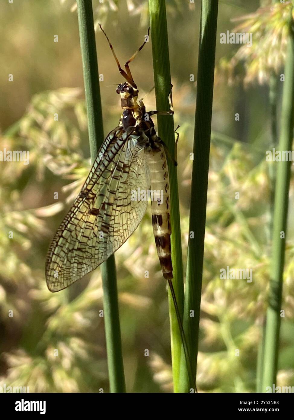 European Green Drake (Ephemera danica) Insecta Stock Photo - Alamy