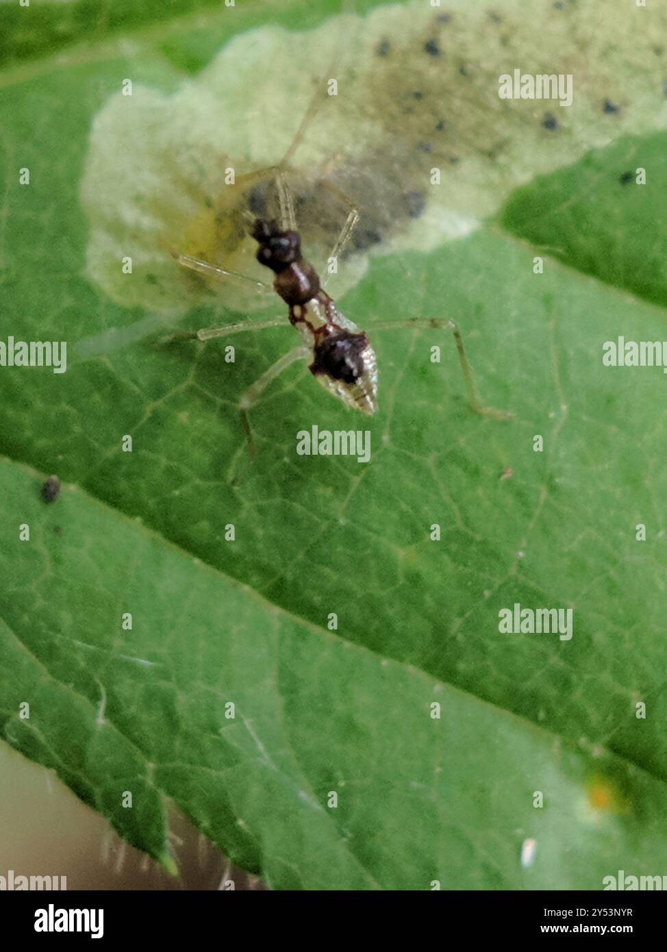 Damsel Bugs (Nabidae) Insecta Stock Photo - Alamy