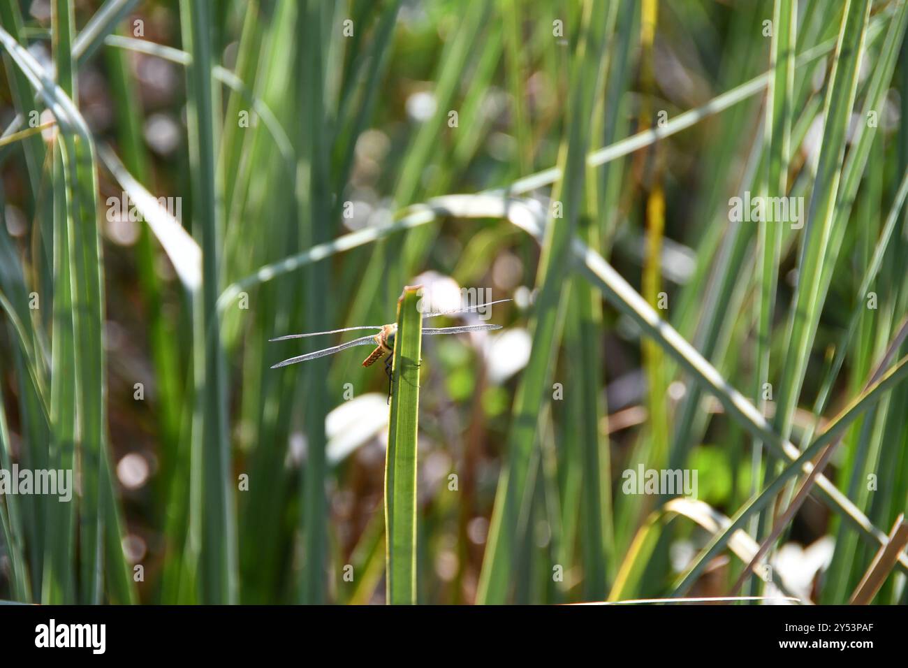 Norfolk Insects Norfolk Hawker (Isoaeschna isoceles) Insecta Stock Photo - Alamy