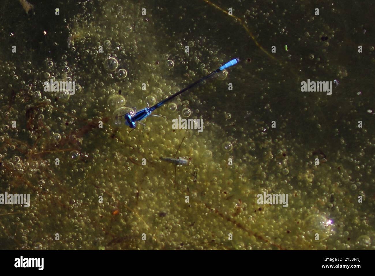 Azure Bluet (Enallagma aspersum) Insecta Stock Photo - Alamy