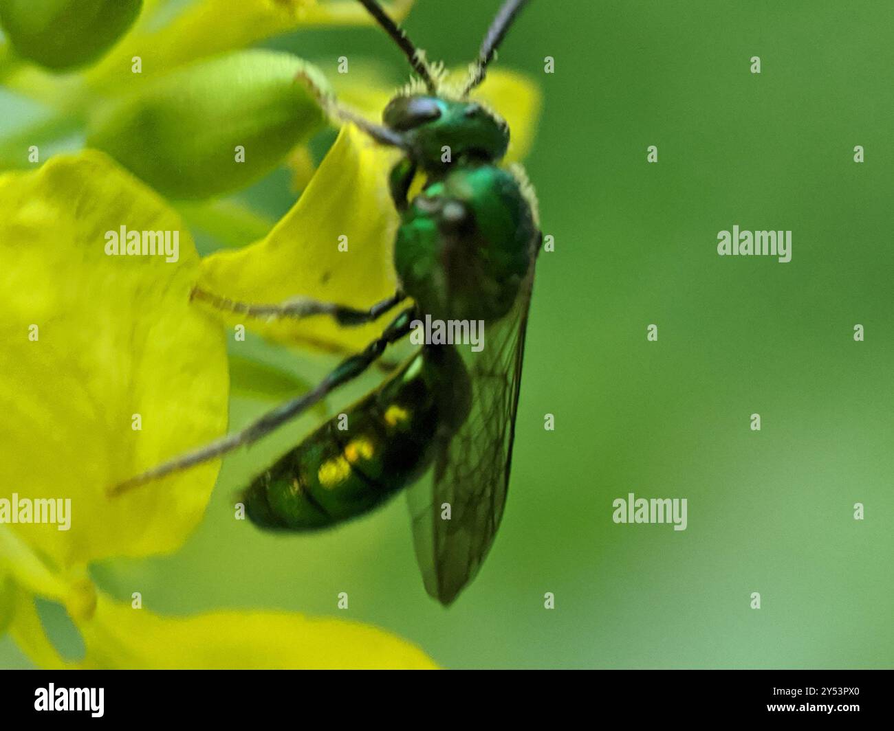 Pure Green Sweat bee (Augochlora pura) Insecta Stock Photo