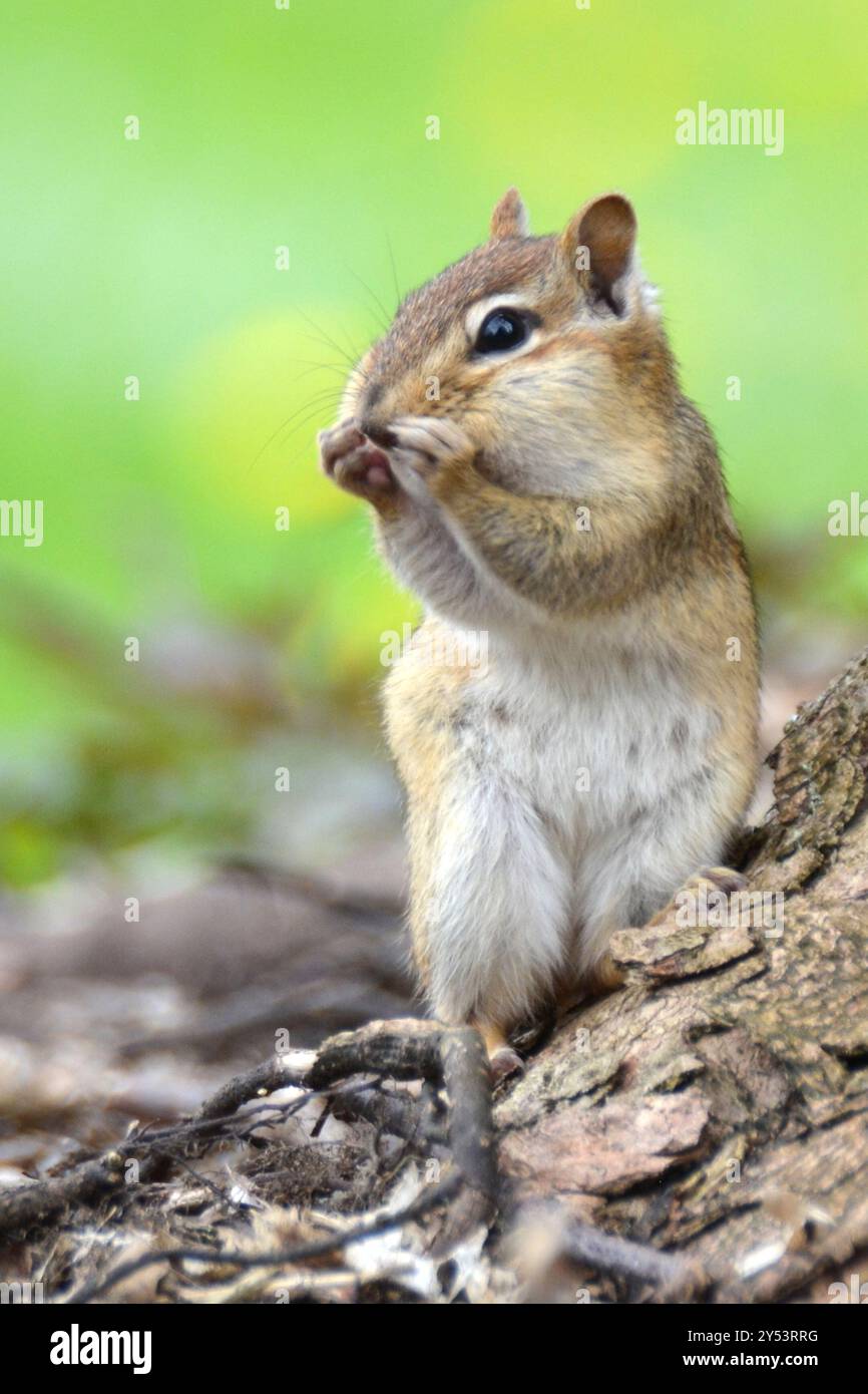 Eastern Chipmunk (Tamias striatus) Mammalia Stock Photo - Alamy