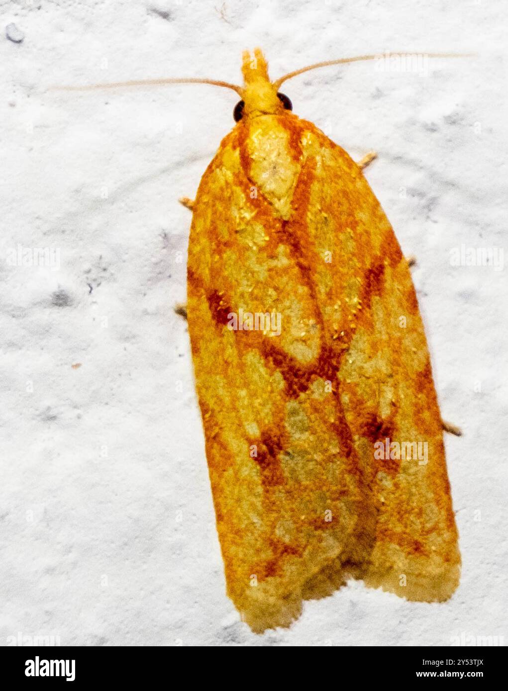 Sparganothis Fruitworm Moth (Sparganothis sulfureana) Insecta Stock ...