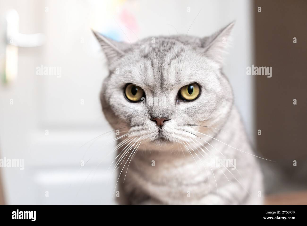 Cat, Grey, Portrait: Close-up of a grey tabby cat with yellow eyes staring intently at the camera. Stock Photo