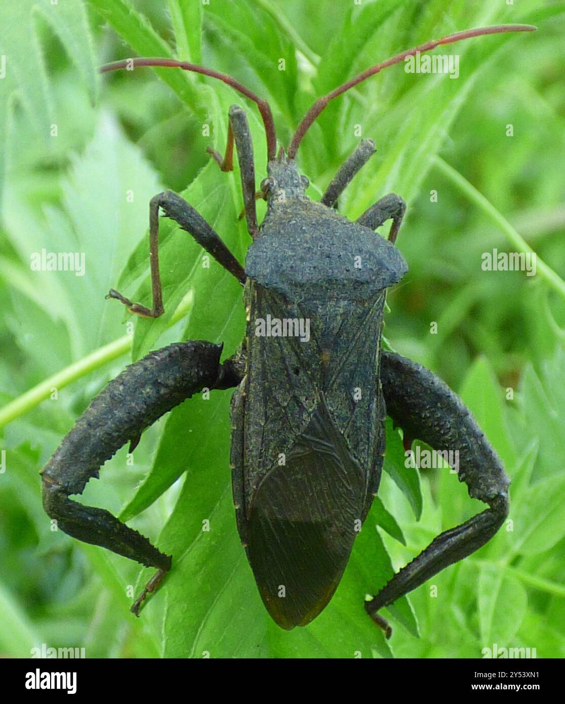 Florida Leaf-footed Bug (Acanthocephala femorata) Insecta Stock Photo ...