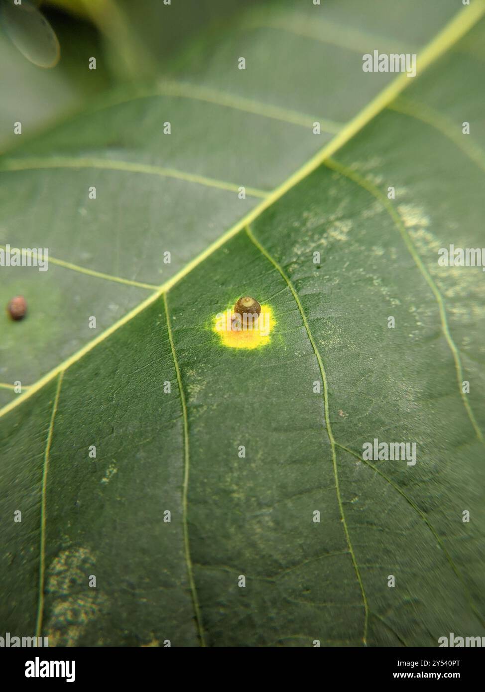Hickory Sticky Ginger Jar Gall Midge (Caryomyia viscidolium) Insecta ...