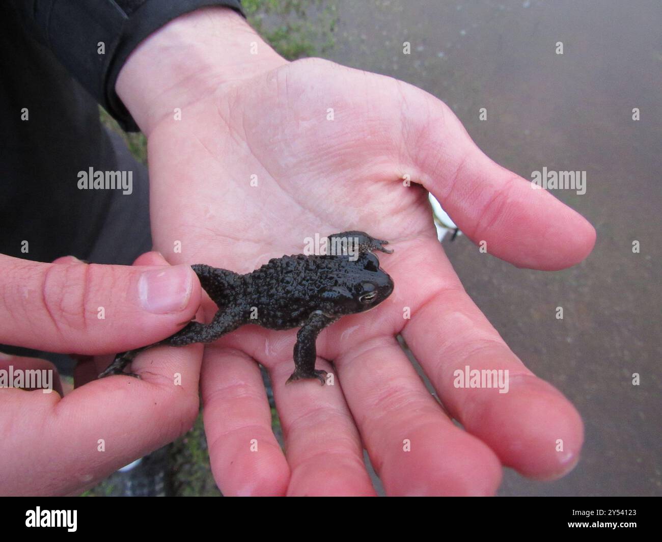 Sand Toad (Vandijkophrynus angusticeps) Amphibia Stock Photo - Alamy