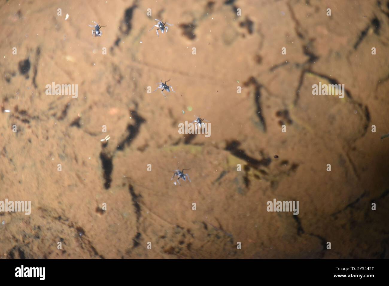 Ripple bugs hi-res stock photography and images - Alamy