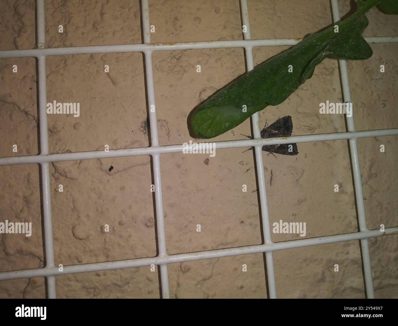 Cabbage Looper Moth (Trichoplusia ni) Insecta Stock Photo - Alamy