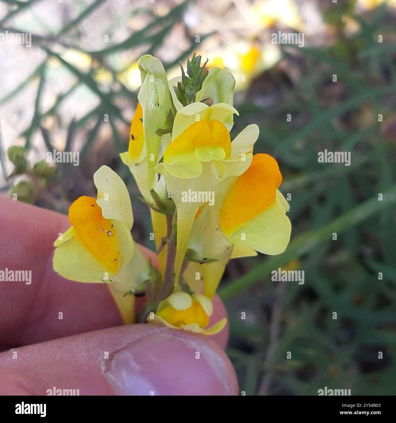 Toad Fls common toadflax (Linaria vulgaris) Plantae Stock Photo - Alamy
