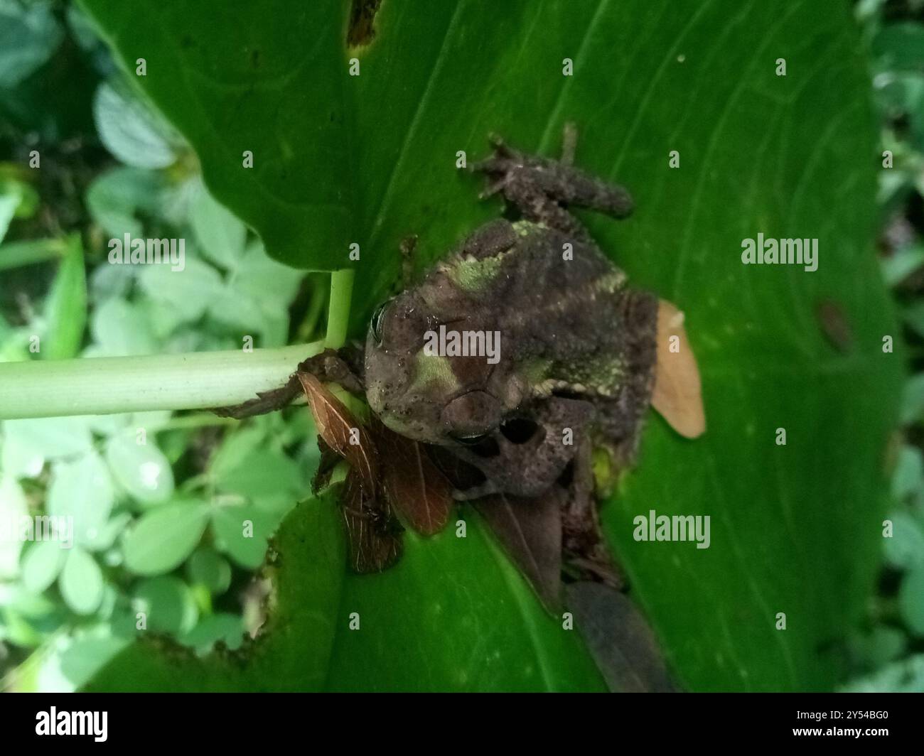 Evergreen Toad Wet Forest Toad (Incilius melanochlorus) Amphibia Stock Photo - Alamy