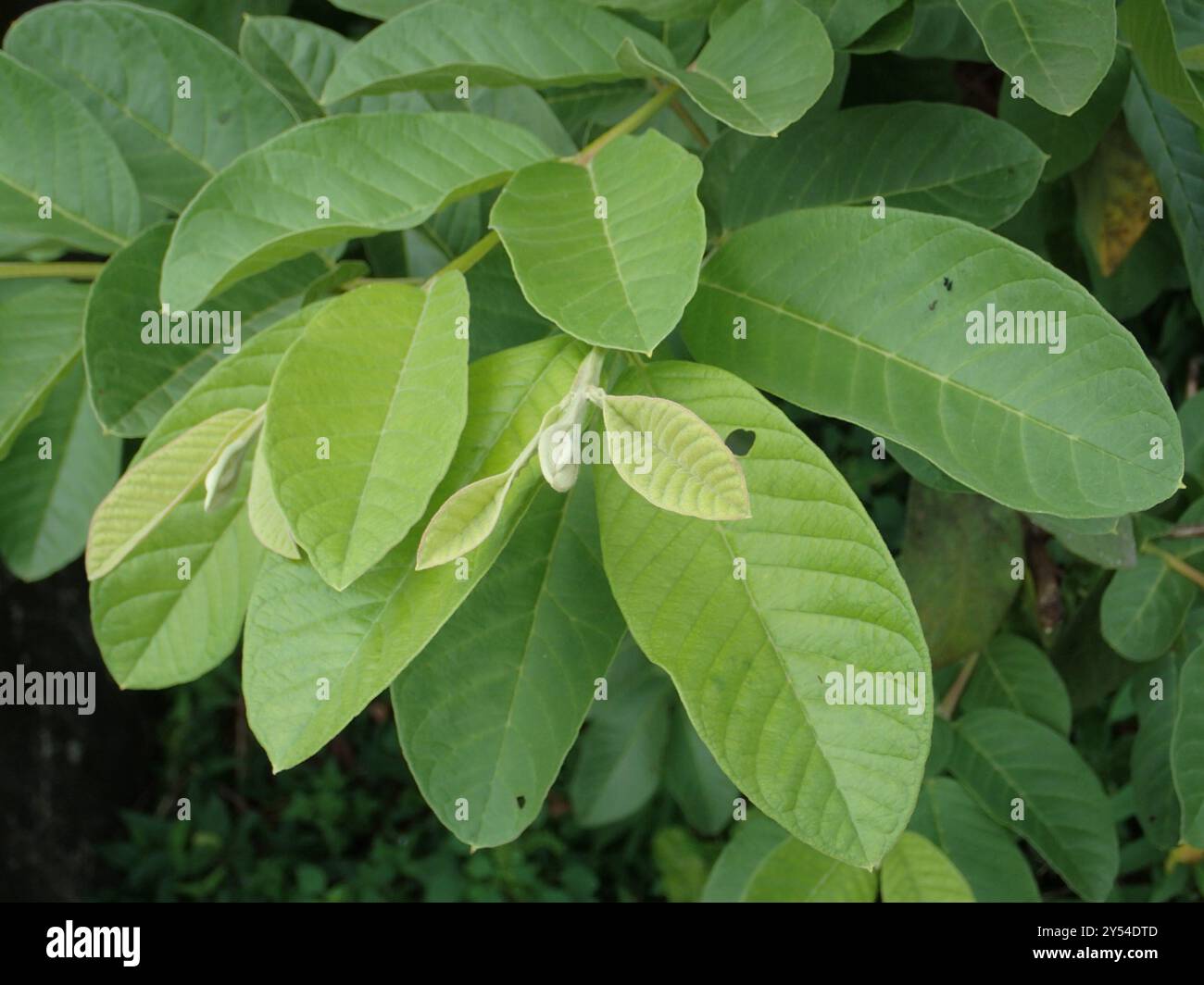 Common guava (Psidium guajava) Plantae Stock Photo - Alamy