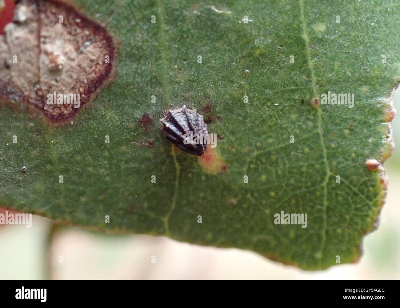 Shell Lerps Lerp hi-res stock photography and images - Alamy