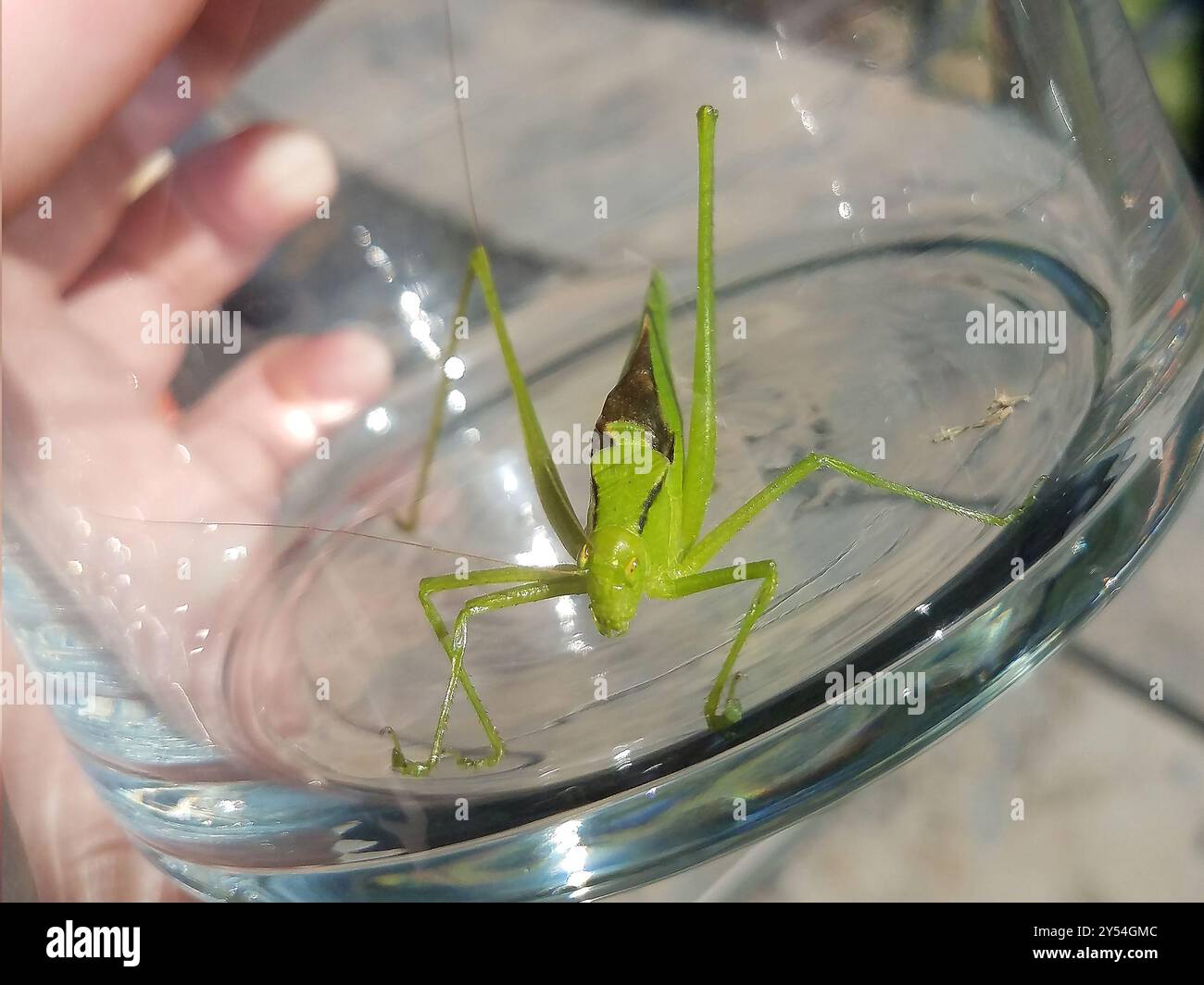Oblong-winged Katydid (Amblycorypha oblongifolia) Insecta Stock Photo ...