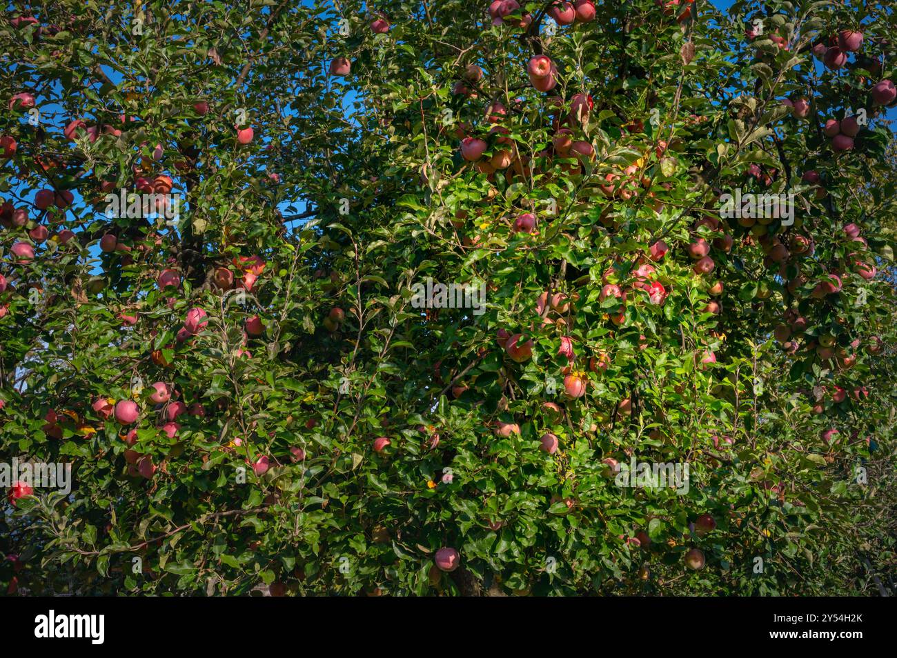 Sunlight orchard tree canopy hi-res stock photography and images - Alamy