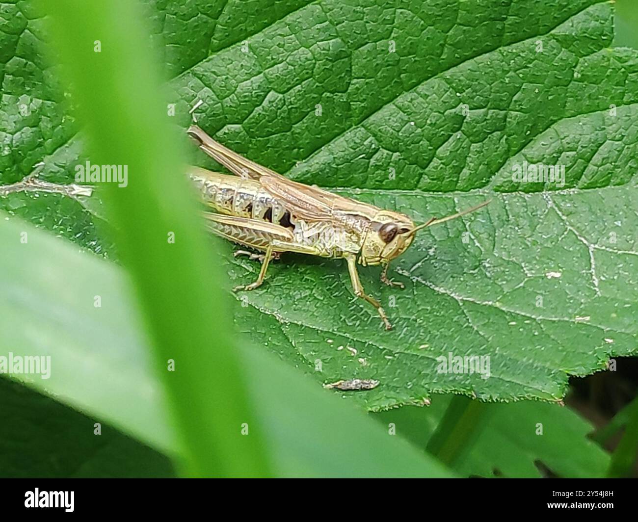 Meadow Grasshopper (Pseudochorthippus parallelus) Insecta Stock Photo ...