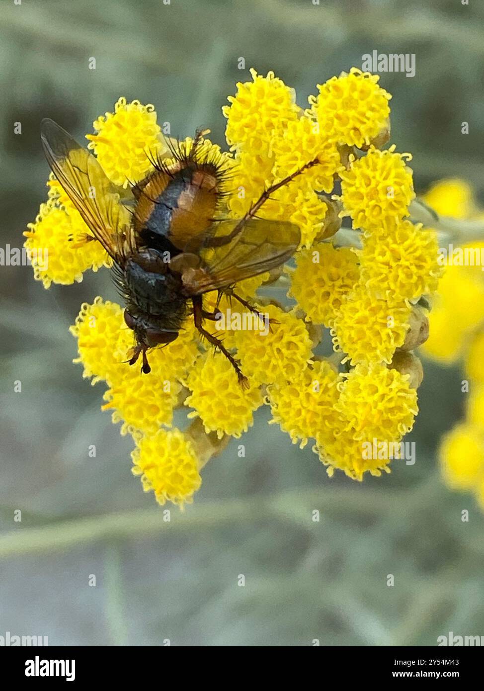 Common Tachinid (Tachina fera) Insecta Stock Photo - Alamy