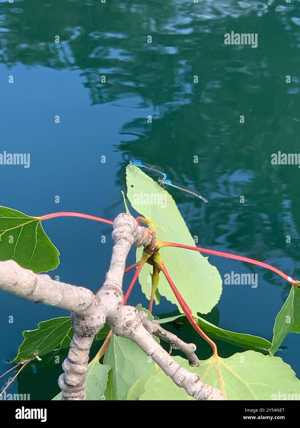 Azure Bluet (Enallagma aspersum) Insecta Stock Photo - Alamy