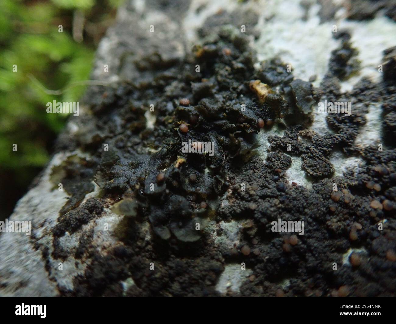 Crumpled Rock Tarpaper Lichen (Lathagrium fuscovirens) Fungi Stock ...