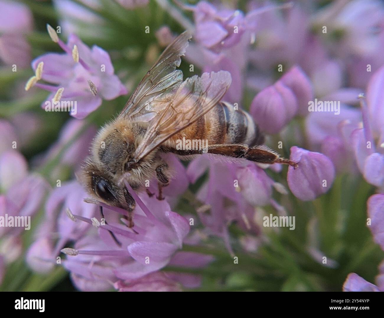 Western Honey Bee (Apis mellifera) Insecta Stock Photo - Alamy