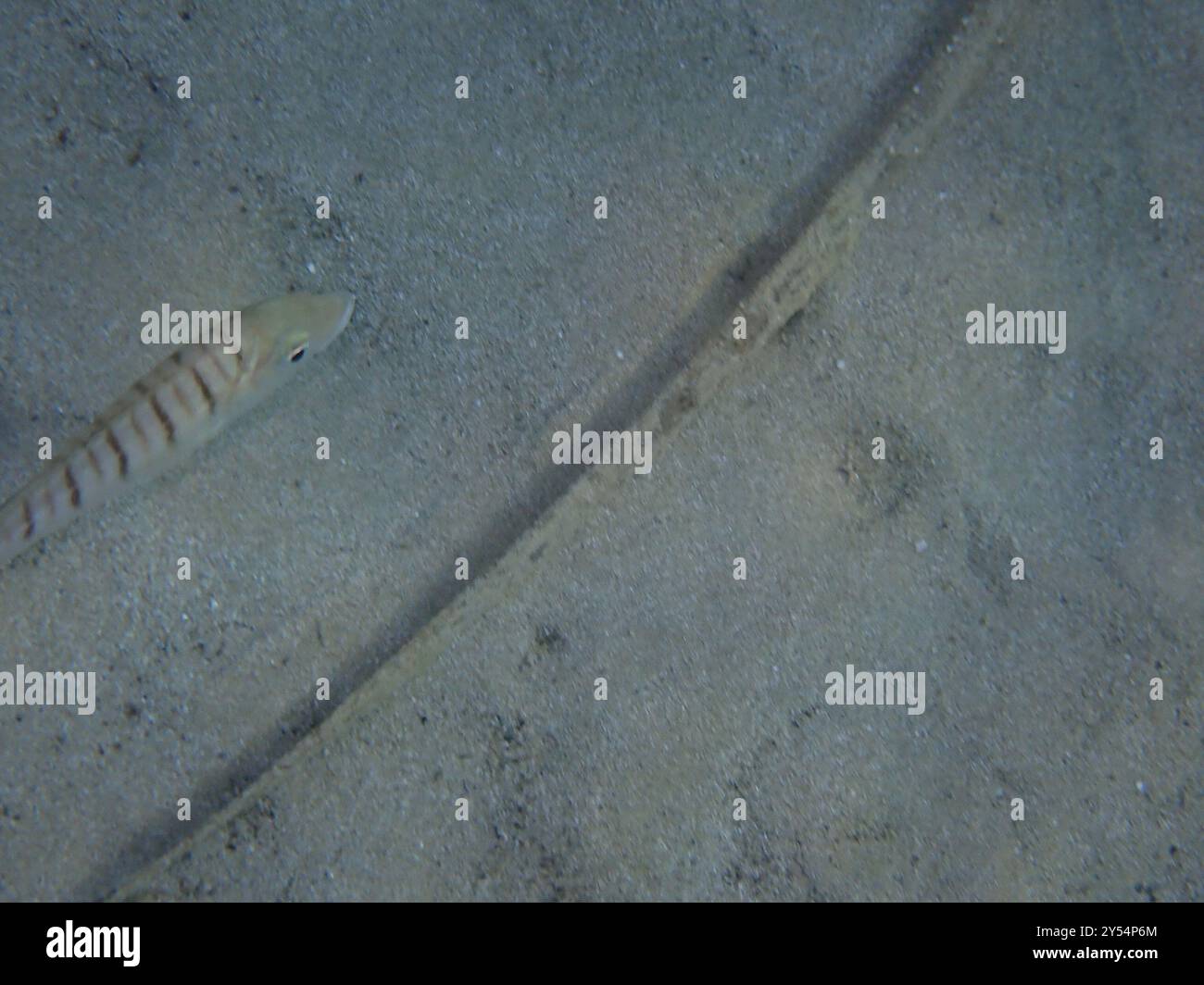 Striped Seabream (Lithognathus mormyrus) Actinopterygii Stock Photo