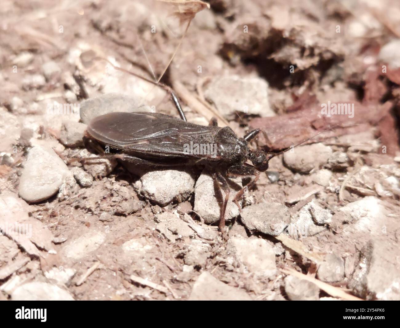 Masked Hunter (Reduvius personatus) Insecta Stock Photo - Alamy