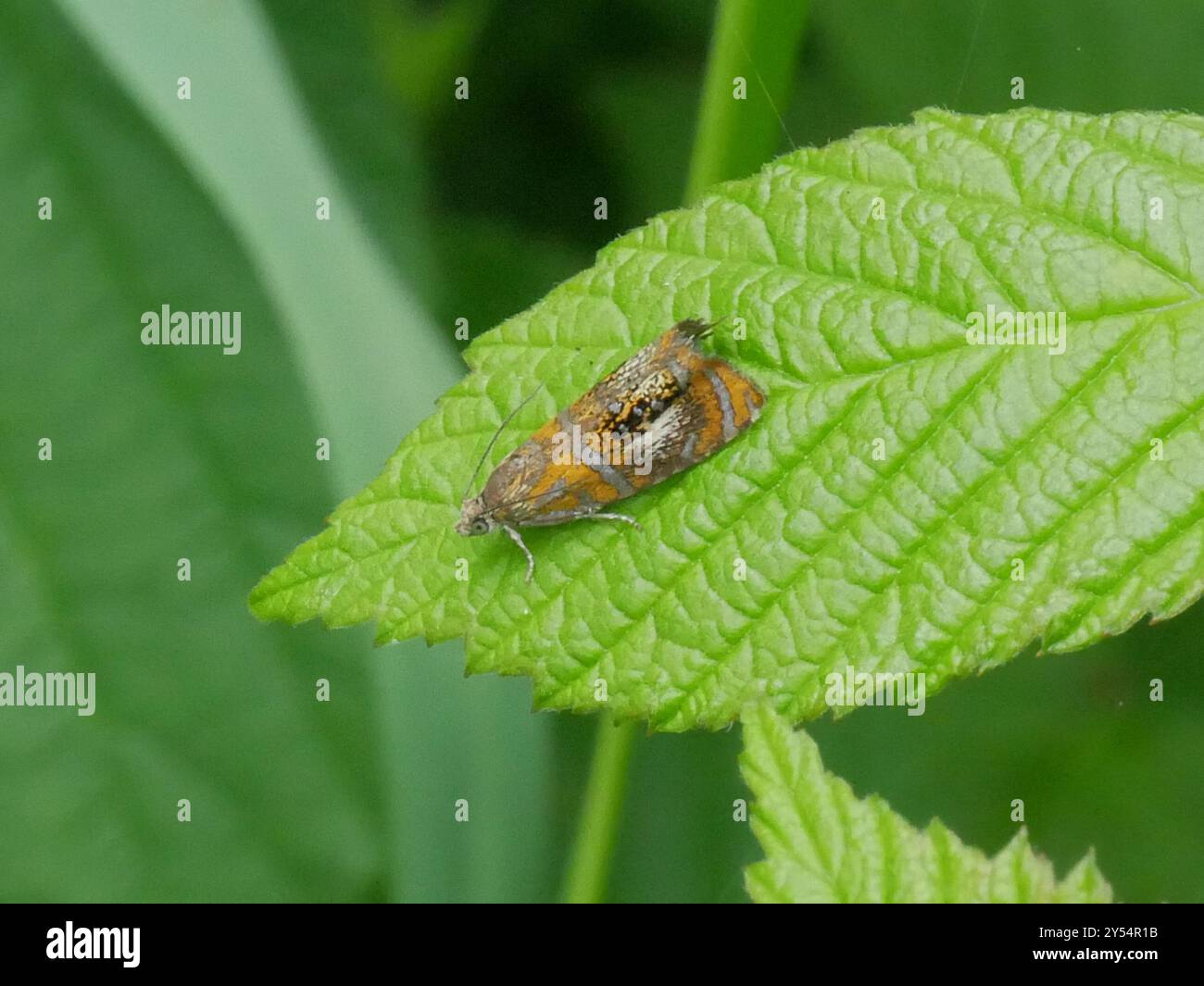 Arched Marble (Olethreutes arcuella) Insecta Stock Photo - Alamy