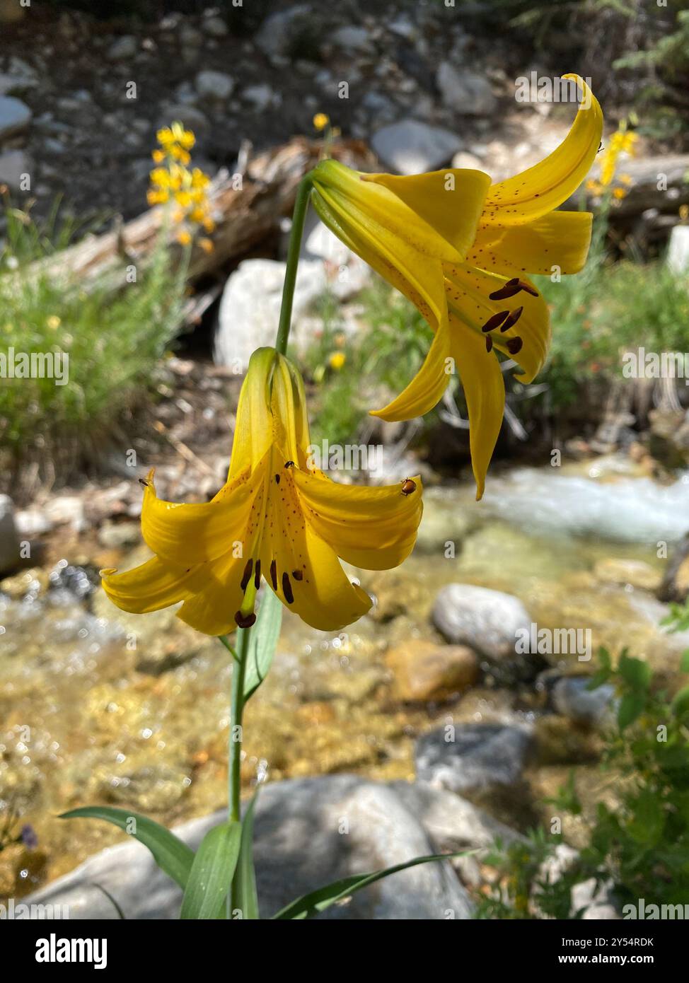 lemon lily (Lilium parryi) Plantae Stock Photo