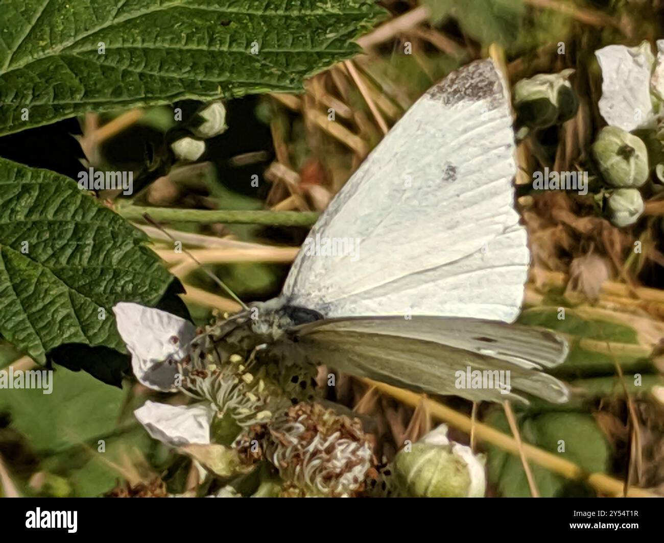 Small White (Pieris rapae) Insecta Stock Photo - Alamy
