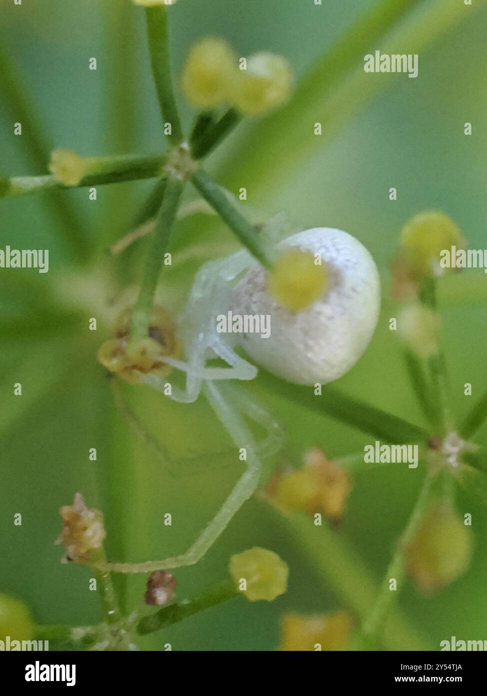 American Green Crab Spider (Misumessus oblongus) Arachnida Stock Photo