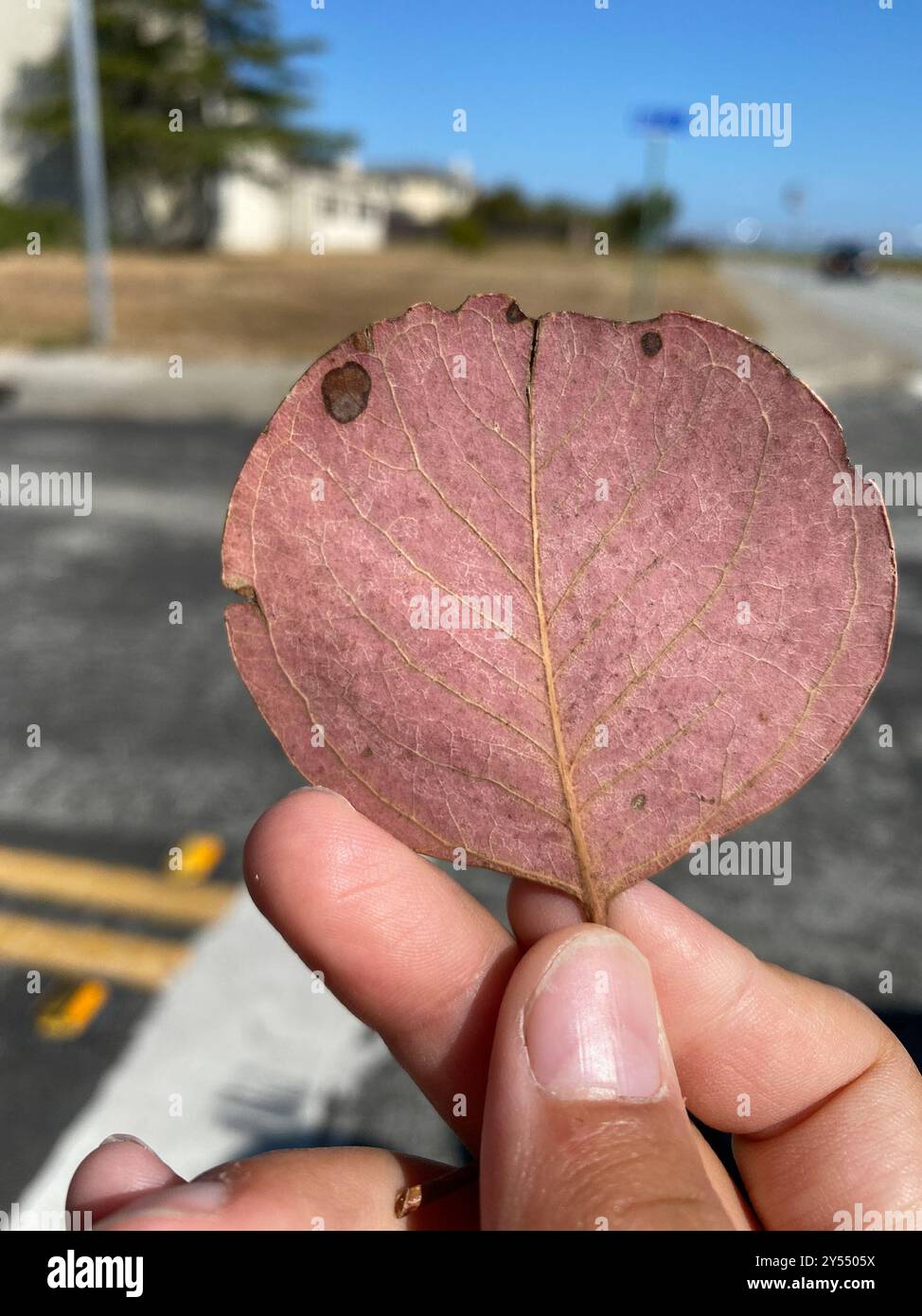 Silver Dollar Gum (Eucalyptus polyanthemos) Plantae Stock Photo - Alamy