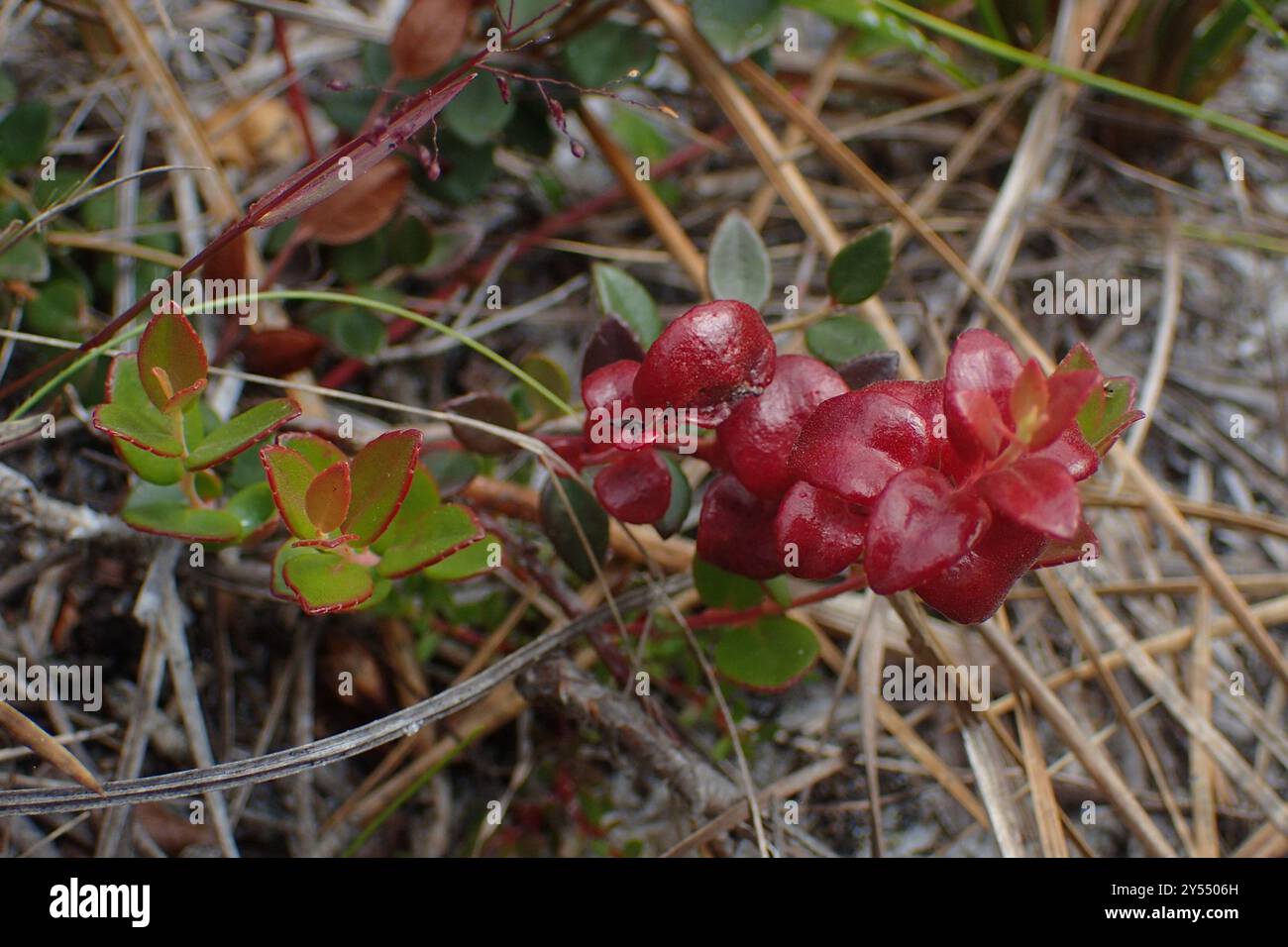 Creeping Blueberry (Vaccinium crassifolium) Plantae Stock Photo - Alamy